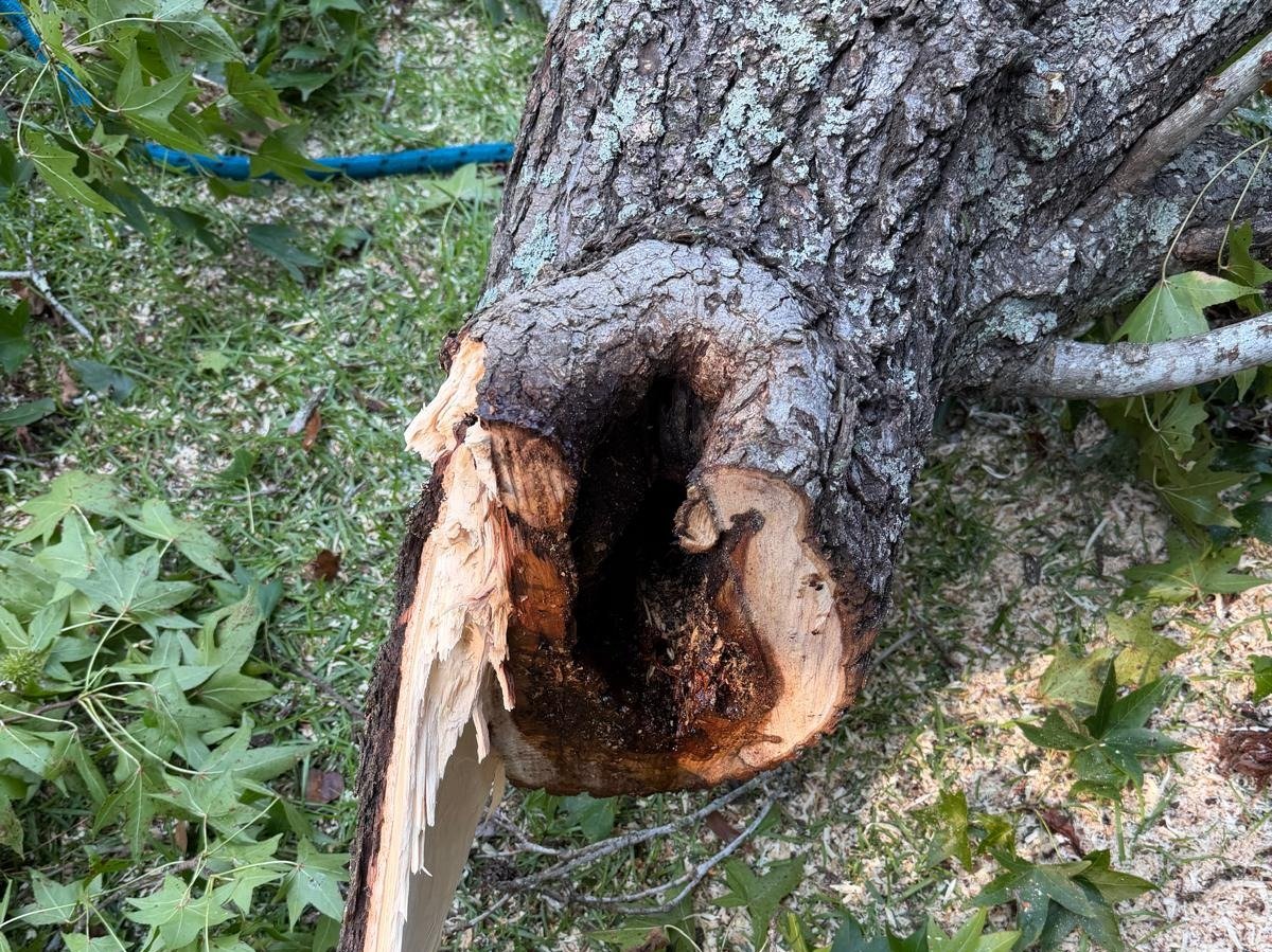 El Costeño Tree Service LLC